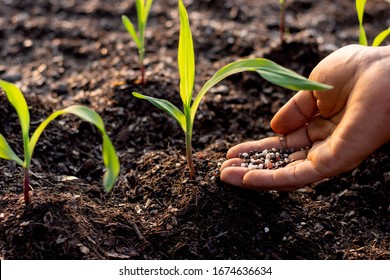 Manure Fertilizer In The Hands Of Men Pouring On The Soil To Grow Seedlings Of Corn.