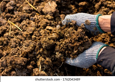 Manure or manure in the hands of farmers in a central pet farm. - Shutterstock ID 1762043489