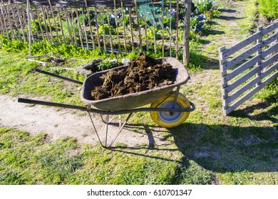 Manure In A Wheel Barrow To Be Spread In A Vegetable Garden