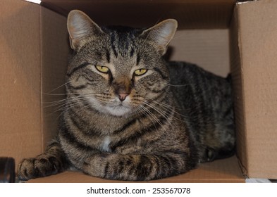 Manx Cat In A Box