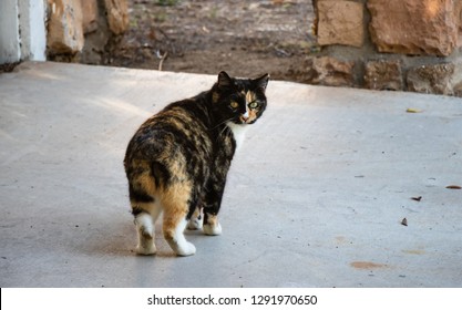 Breed Of Cats Gorseller Stok Fotograflar Ve Vektorler Shutterstock