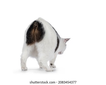 Manx Cat Walking Away From Camera Showing The No Tail Butt. Isolated On A White Background.