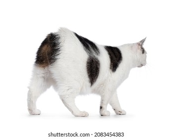 Manx Cat Walking Away From Camera Showing The No Tail Butt. Isolated On A White Background.