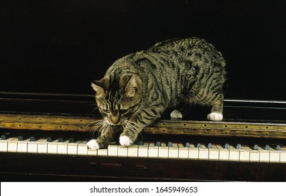 Manx Domestic Cat, Cat Breed Without Tail, Adult Standing On Piano 