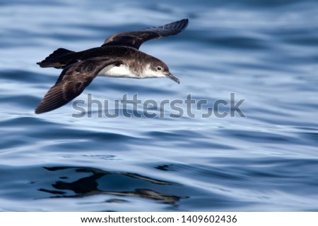 Manx Shearwater, (Puffinus puffinus), flying low over the sea off Lands End, Cornwall, England, UK.