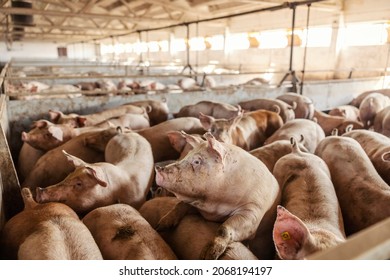 Many adult pigs at a pig farm. Livestock breeding. Meat industry and agriculture. - Shutterstock ID 2068194197