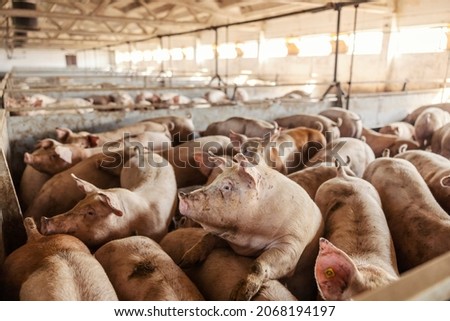 Many adult pigs at a pig farm. Livestock breeding. Meat industry and agriculture.
