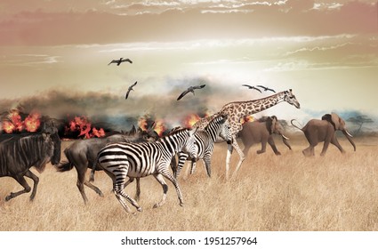 Many African Animals Run In Distress From Fire