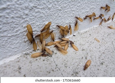 Flying Termites High Res Stock Images Shutterstock