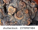 Many Ammonite Fossils from the Jurassic. Archeology and paleontology concept.