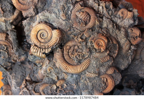 Many Ammonite Fossils Jurassic Archeology Paleontology Stock Photo ...