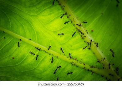 Many Ant On Leaf