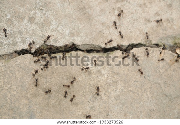 Many ants crawl around the cement crack.\
\
Cybersecurity. Copy space.\
