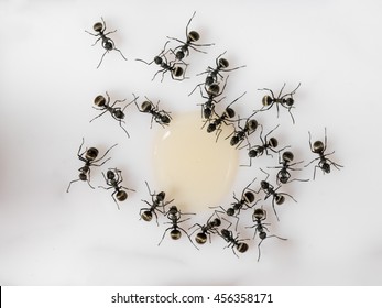 Many ants. Ants drink syrup from the big drop. White background, top view