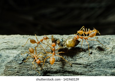 Many ants working Together