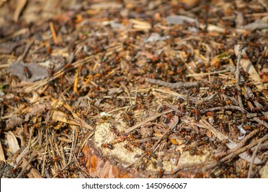 Many Ants Working Together. Close Up