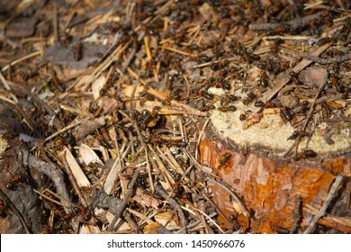 Many Ants Working Together. Close Up