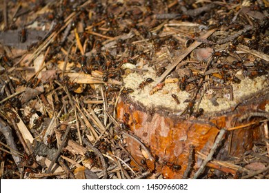 Many Ants Working Together. Close Up