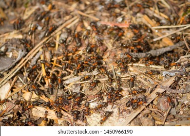 Many Ants Working Together. Close Up