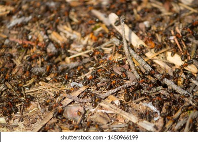 Many Ants Working Together. Close Up