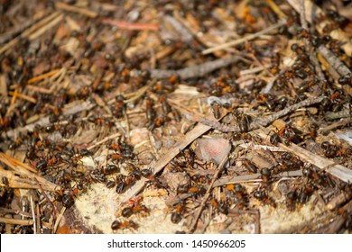 Many Ants Working Together. Close Up