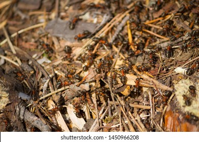 Many Ants Working Together. Close Up