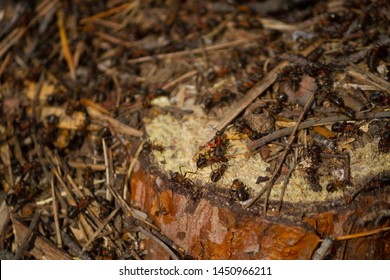 Many Ants Working Together. Close Up