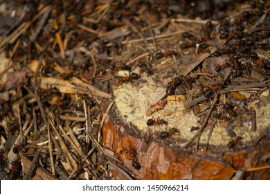 Many Ants Working Together. Close Up