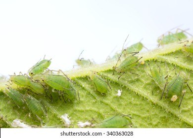 Many Aphids On Leaf