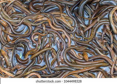 Many asian swamp eels crawl over each other, Laos.