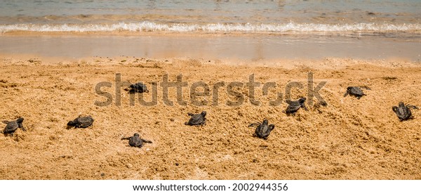 Many baby turtle hatchling on the beach moving\
towards sea or ocean