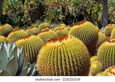 Many Barrel Cactus, And A Century Plant, Growing On A Gentle Slope