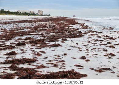 Many Beach Vacations Can Be Ruined Due To Environmental Issues Such As To Red Algae Bloom In Florida