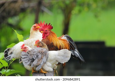 Many Beautiful Bantam Chickens Lay Together.