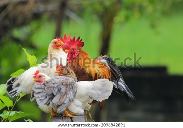 Many beautiful\
bantam chickens lay\
together.