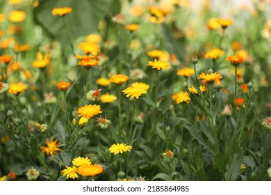 Many Beautiful Blooming Calendula Flowers In Field