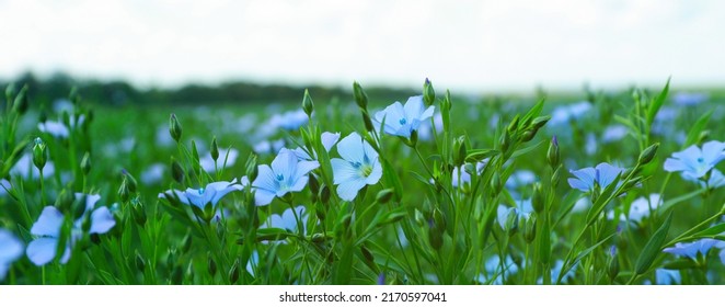 Many beautiful blooming flax plants in field. Banner design