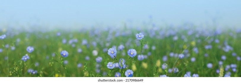 Many beautiful blooming flax plants in meadow. Banner design