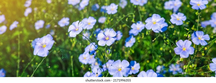 Many beautiful blooming flax plants in meadow. Banner design