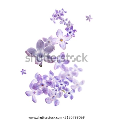 Many beautiful flying lilac flowers isolated on white  