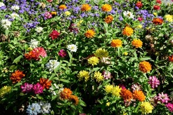 Many Beautiful Large Vivid Pink, Orange, Red And White Zinnia Flowers In Full Bloom On Blurred Green Background, Photographed With Soft Focus In A Garden In A Sunny Summer Day