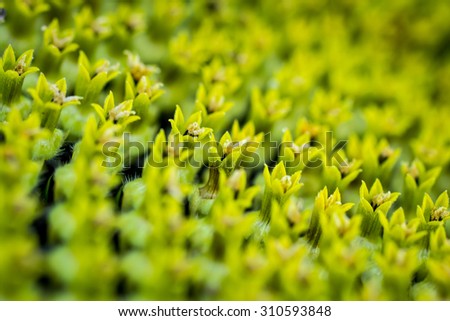 Many beautiful light green flowers on sunflower