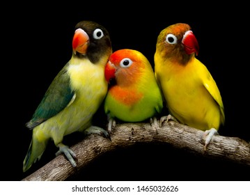 Many beautiful parrots are very cute.