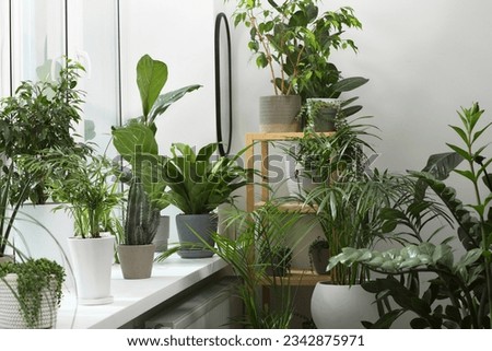 Many beautiful potted houseplants near window indoors