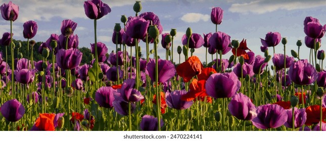 Many beautiful purple poppies and green poppy pods with long green stems, some red poppies in the sunlight. Blue sky in the background. Backlight shot - Powered by Shutterstock