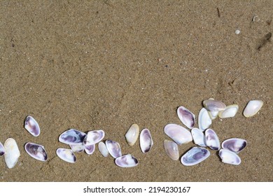 Many Beautiful Sea Shells On Wet Sand, Flat Lay. Space For Text