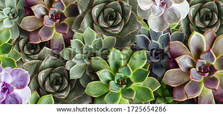 Many beautiful succulent plants as background, top view. Banner design