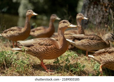 44,566 Gray duck Images, Stock Photos & Vectors | Shutterstock