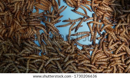 Many beetle larvae crawling in container. Small alive mealworms for food preparation crawling on bottom of container on market.