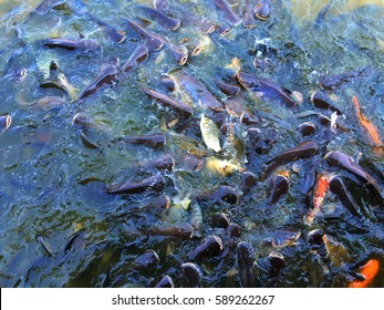 Many Big Fishes Eating Food By Stock Photo (Edit Now) 589262246